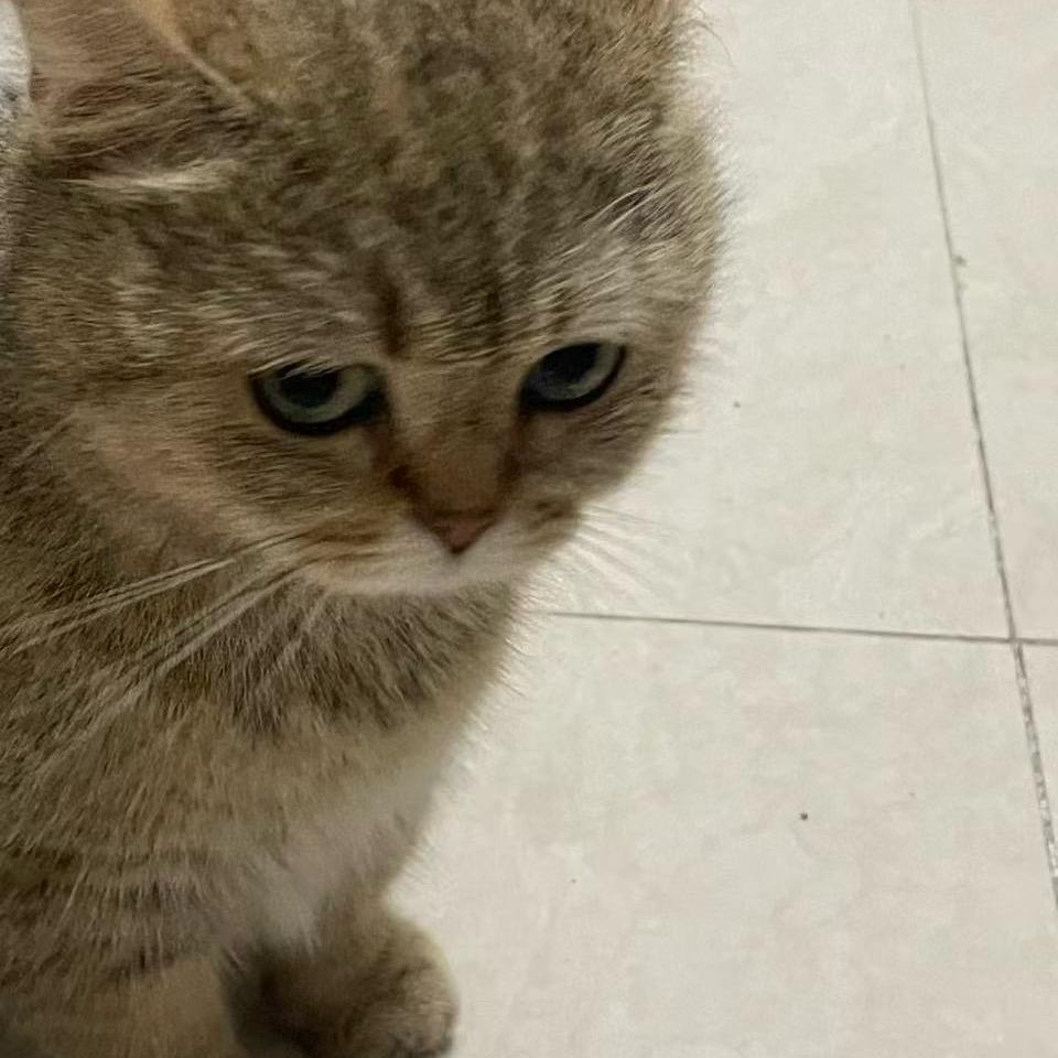 忧郁小猫佳音