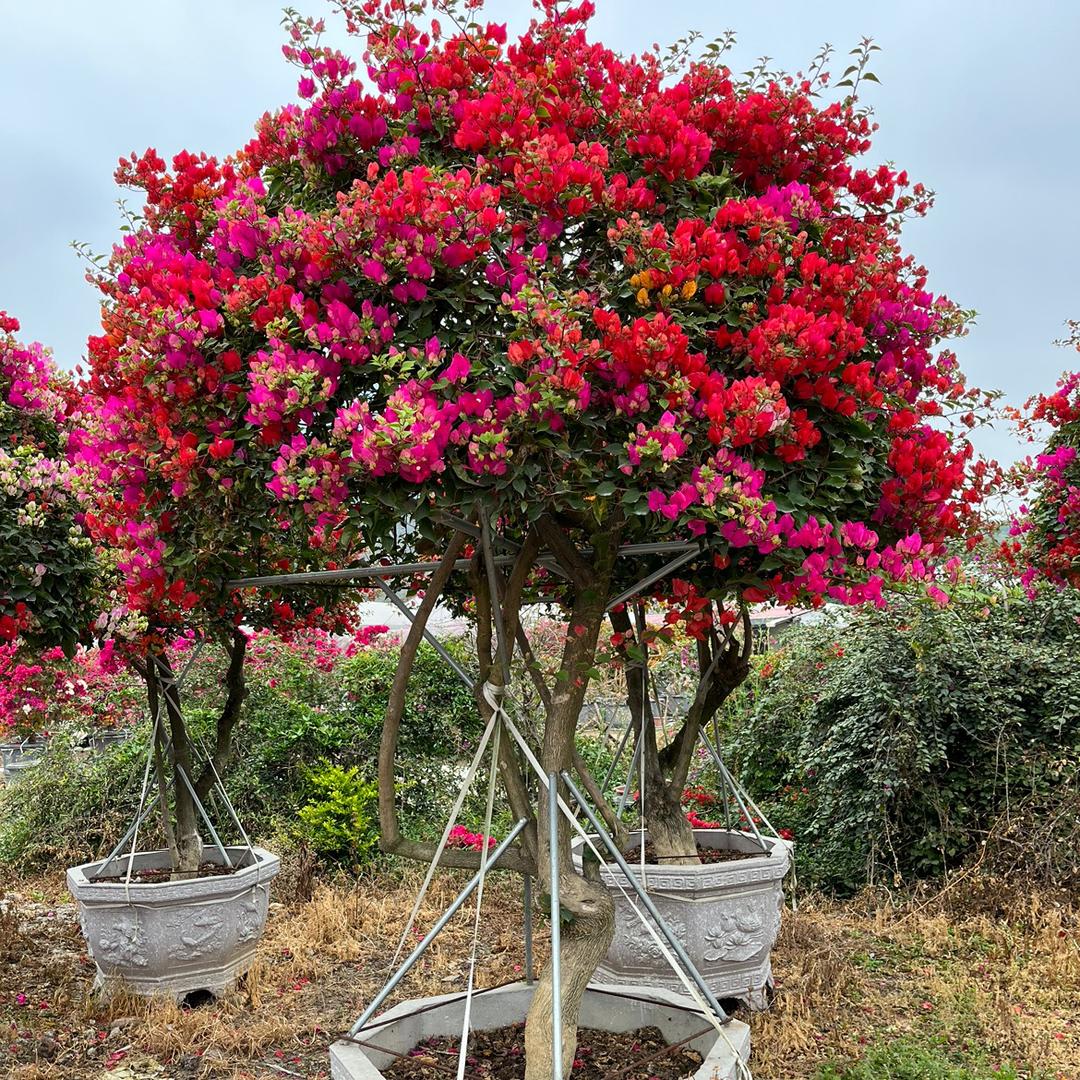 萍萍园艺（三角梅）