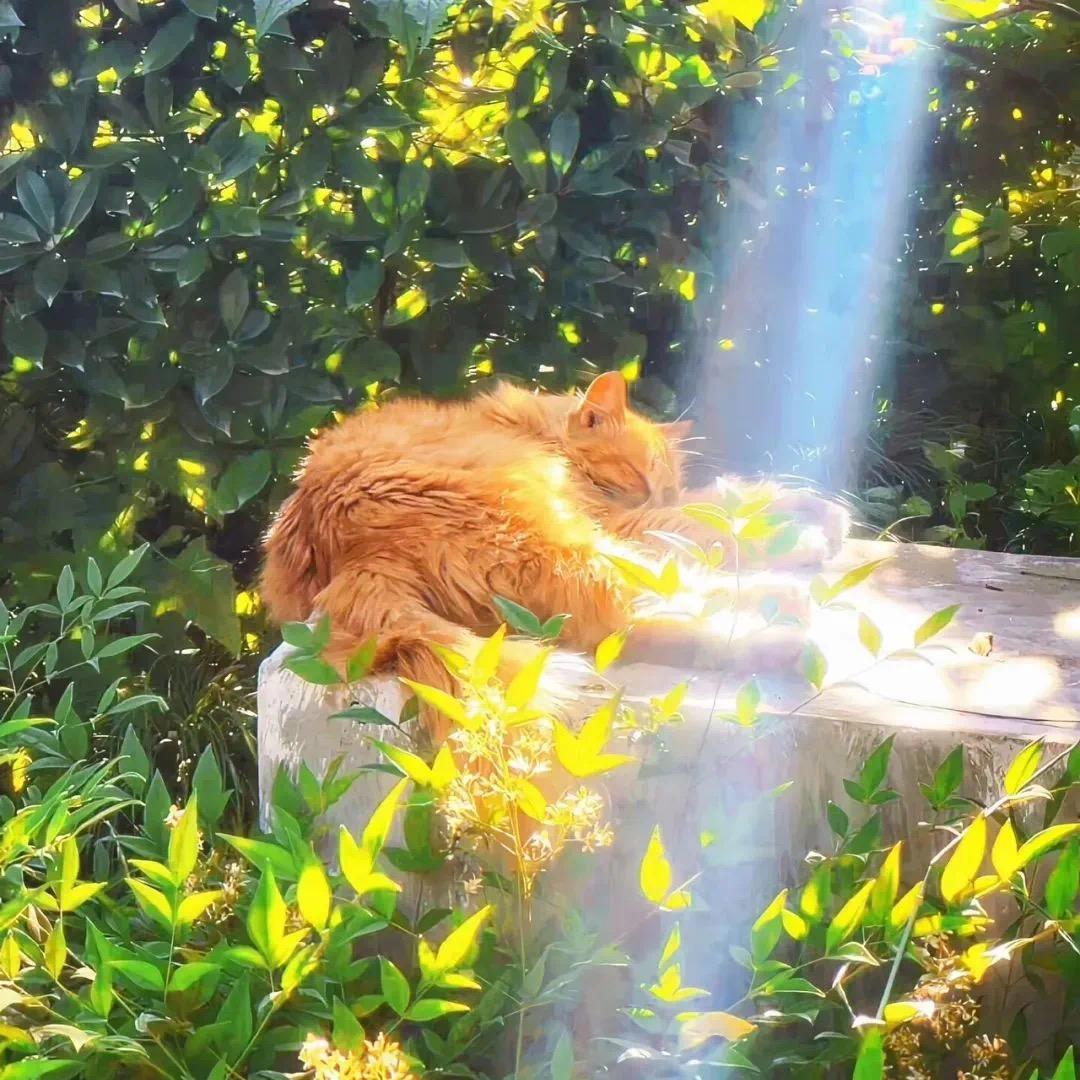 🌻
