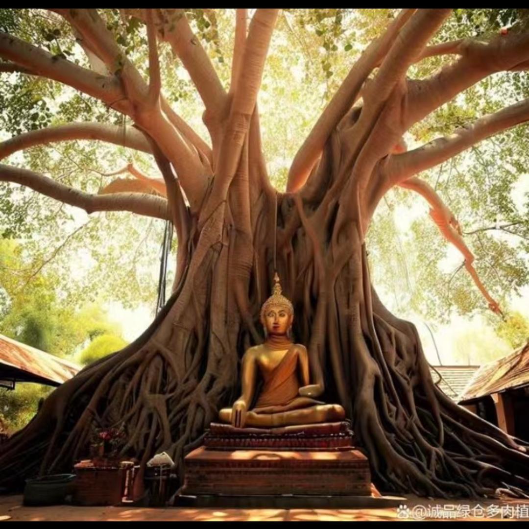 菩提树下