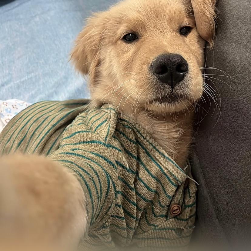 社恐犟种.