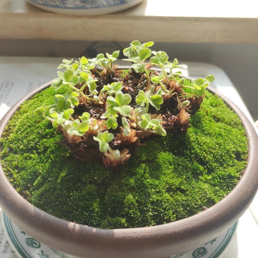 🌈•养多肉的鱼