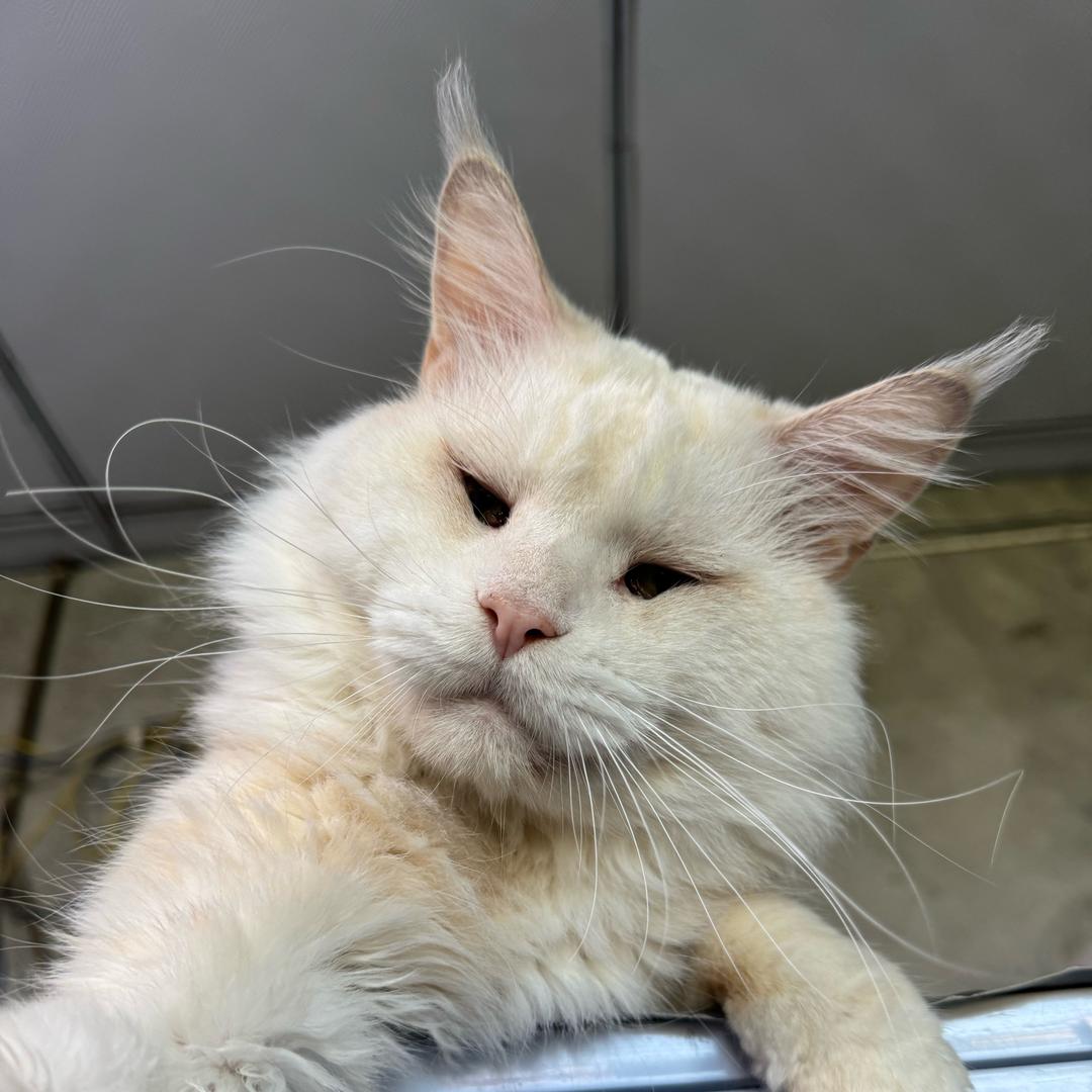 焱森家宠物优品店