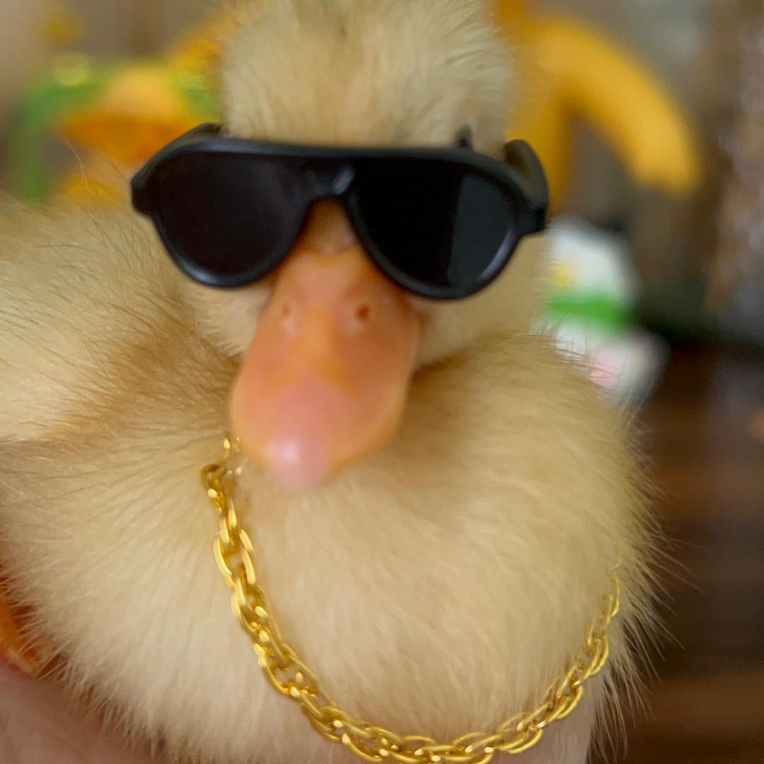 暴富是美少女鸭