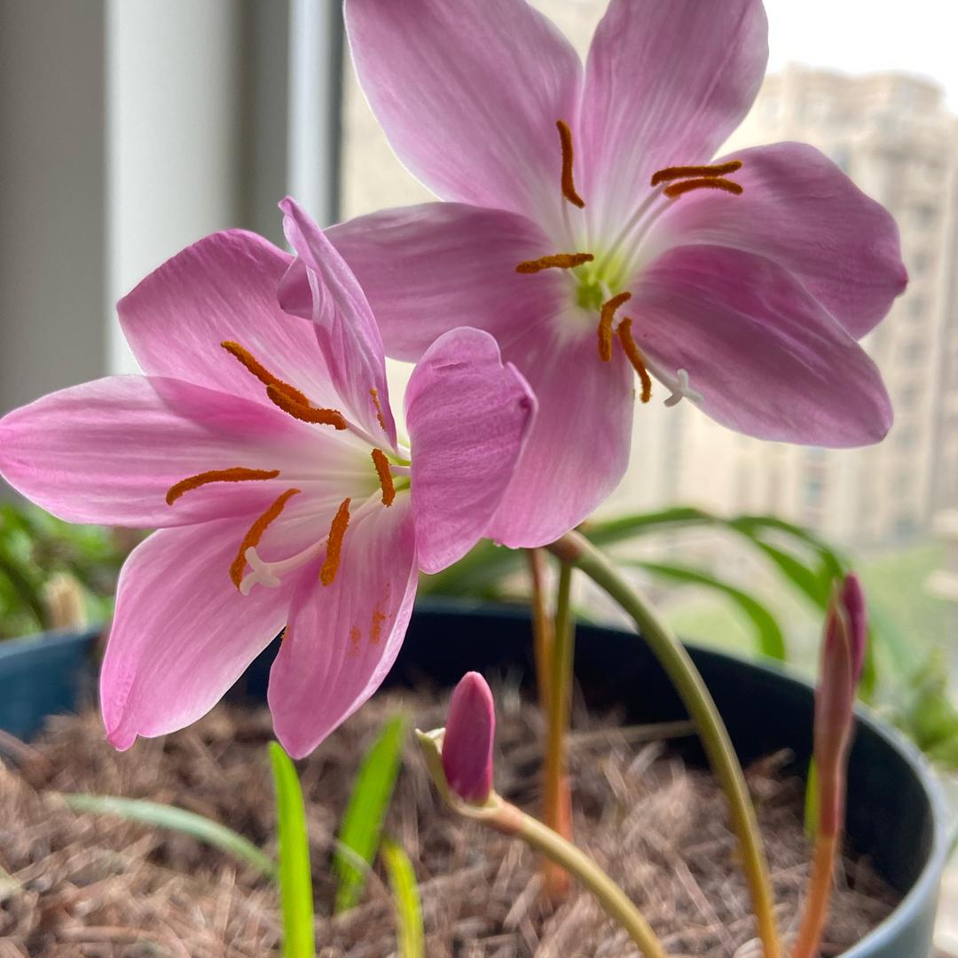 飞花追絮