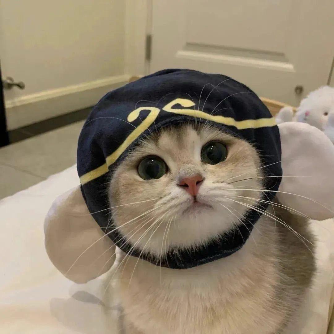 五条猫