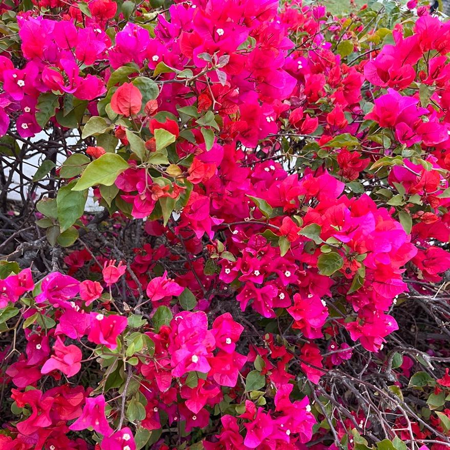 蕊蕊