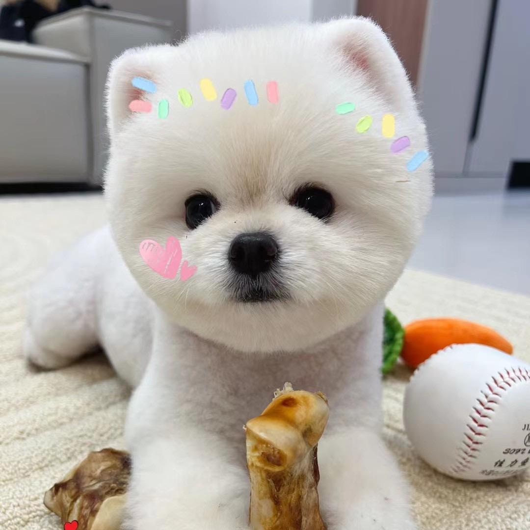 元宝是只博美