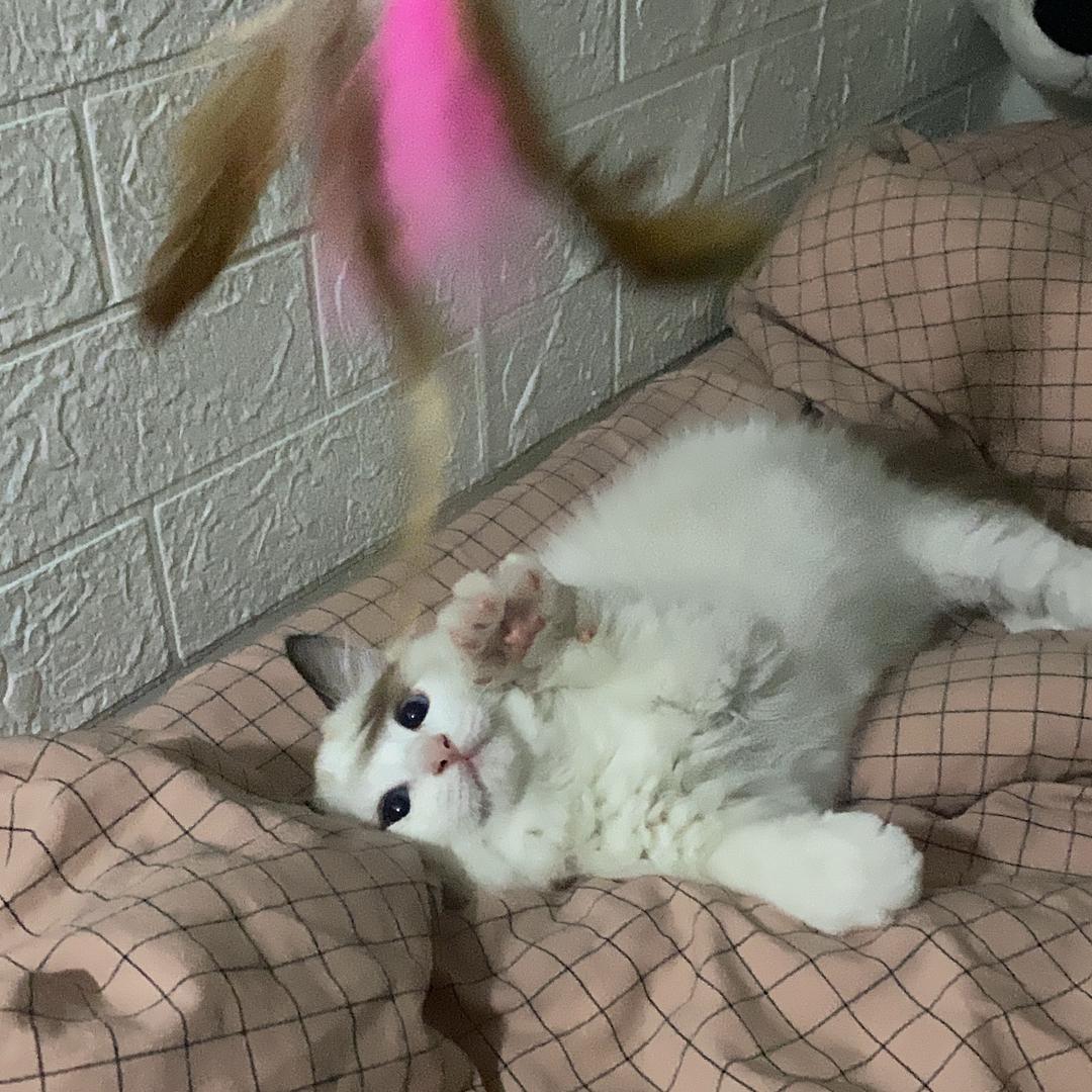 菠萝日记