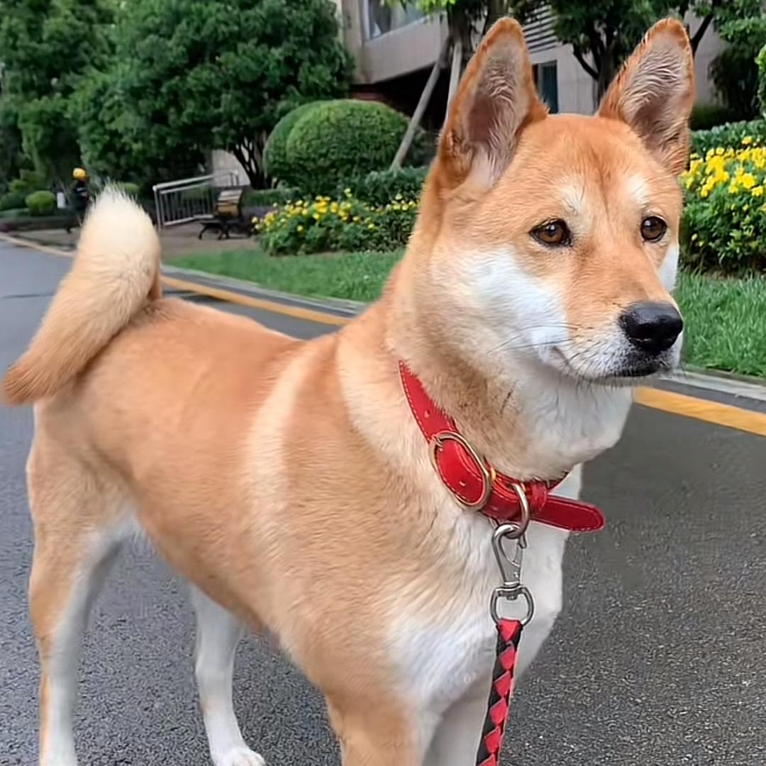 人间土狗（田园犬）3