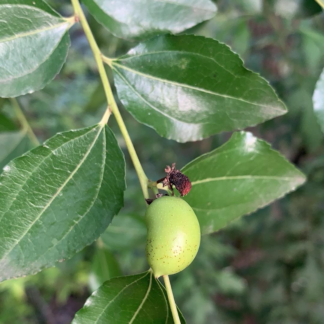 逍遥小虫豸