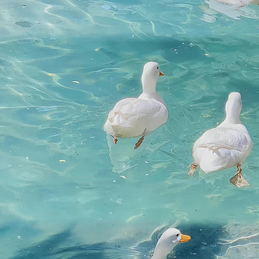 奇哥晴天🌞🎉👑！