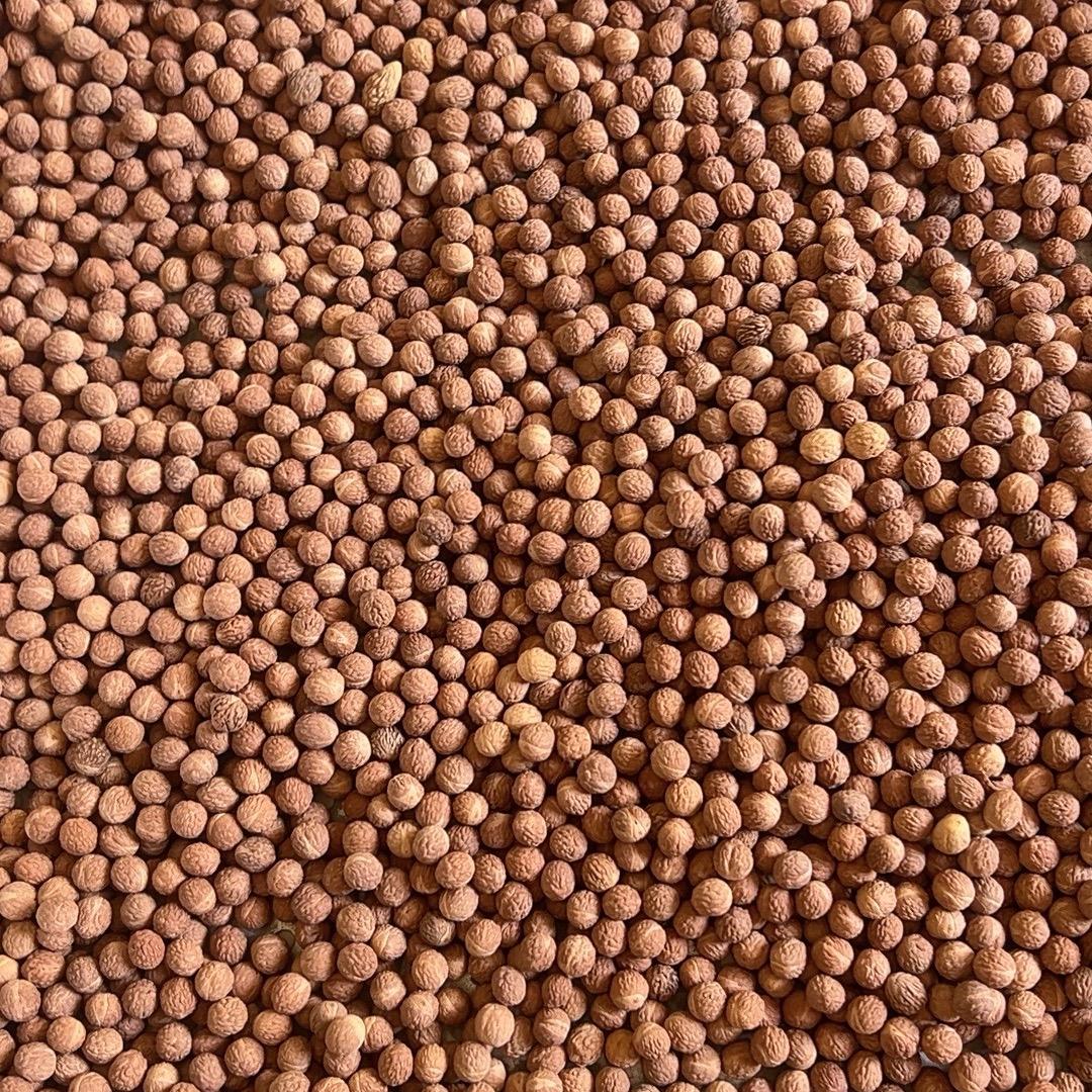 丽华酸枣核文玩