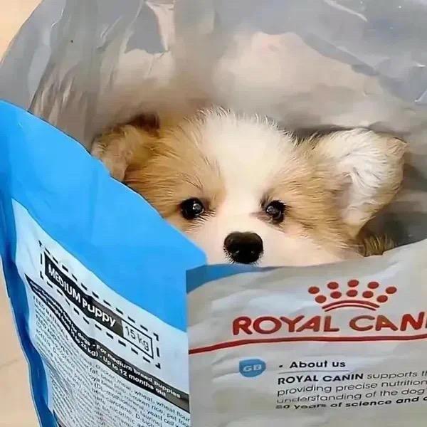 悲伤土豆饼