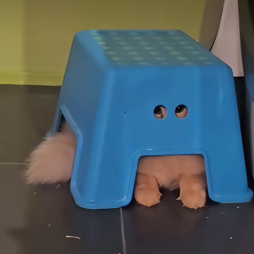 QQ猪软骨
