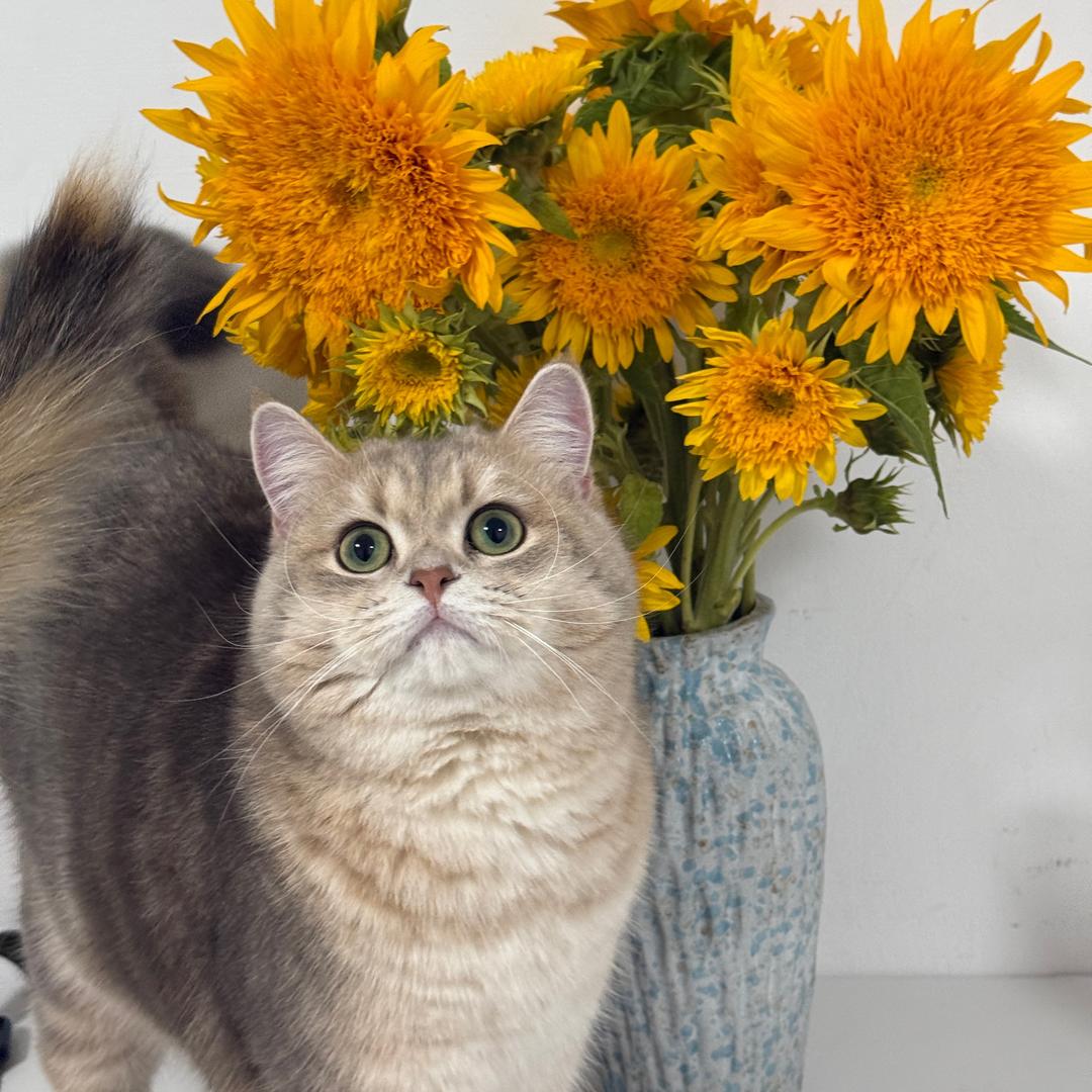 端午是一只喵🐱