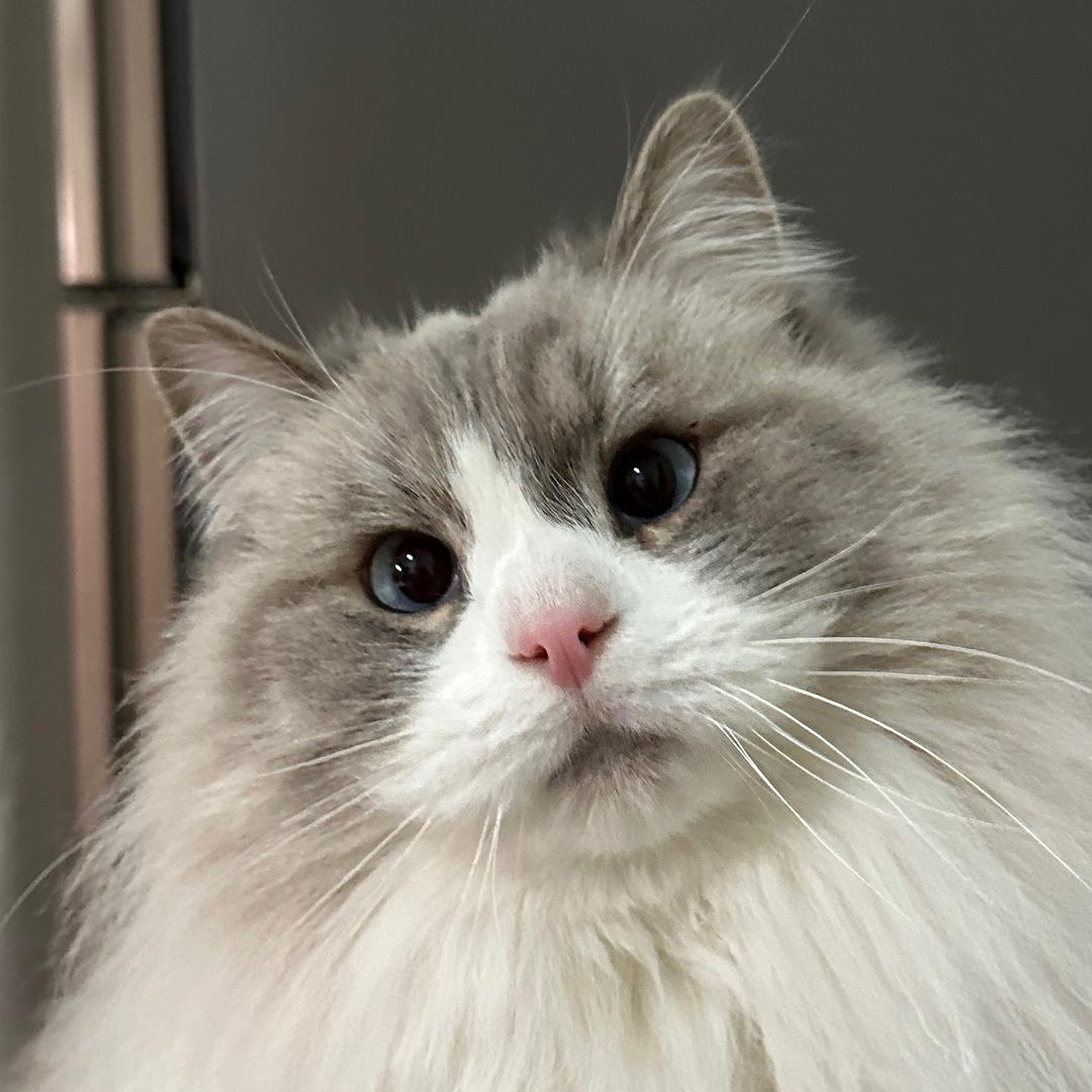 猫猫不爱吃鱼🐟