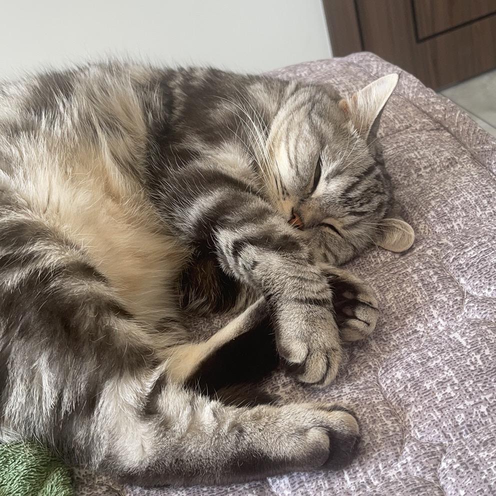 今天不吃巧克力