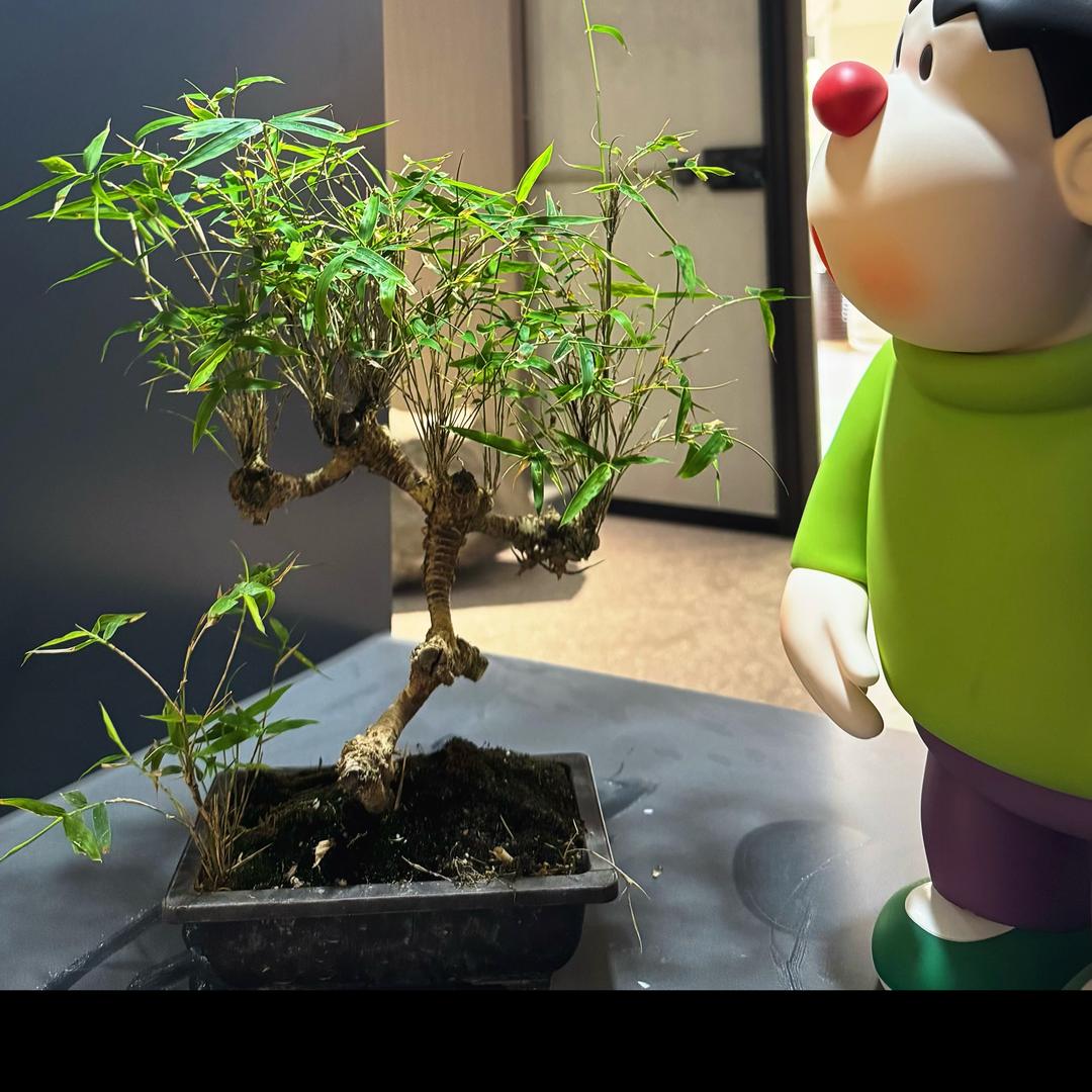森林绿植