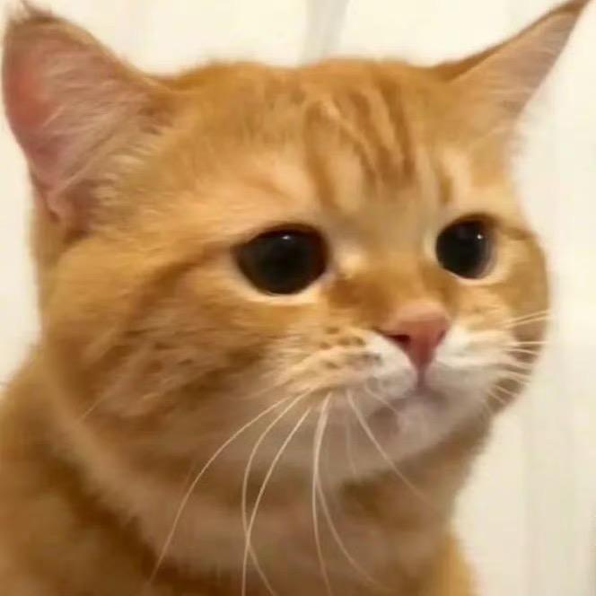 爱写字的招财🐱