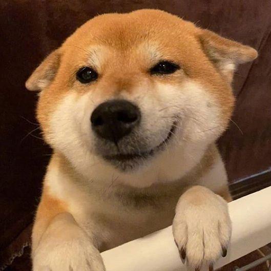 爆笑狗