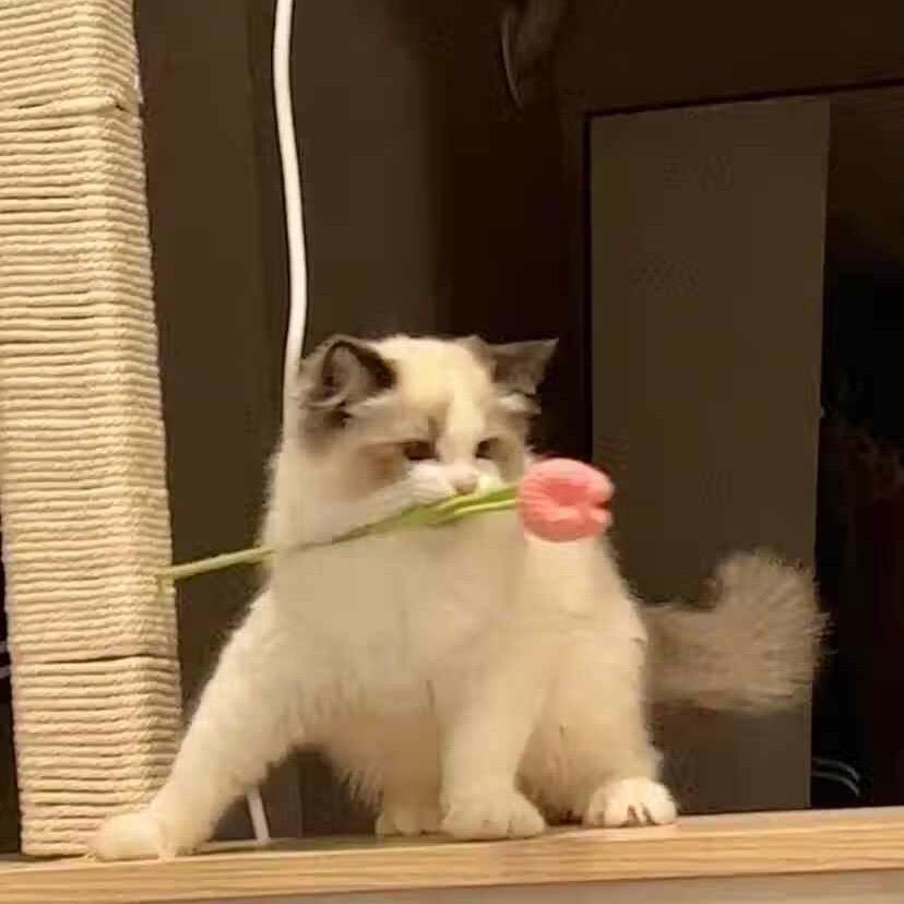 林so