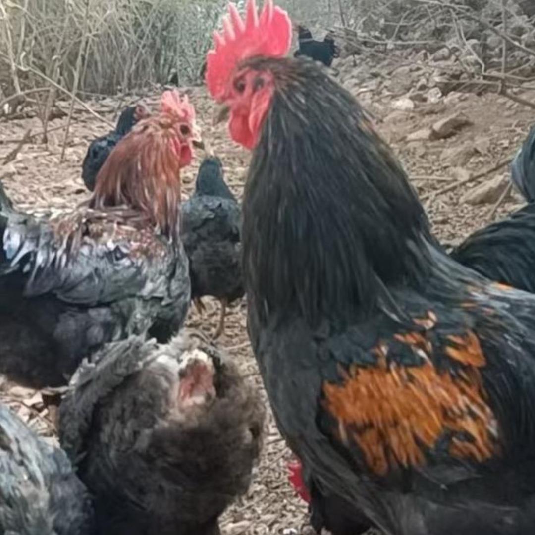 徐哥土鸡（买鸡，买鸡蛋找我）