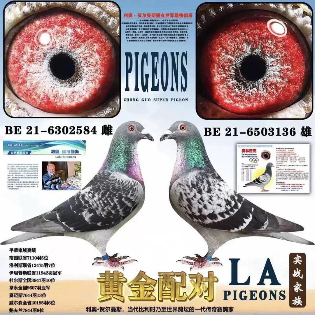 爱鸽者