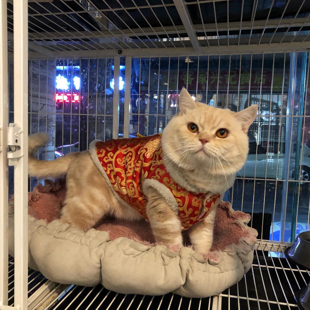 猫佬bear grylls