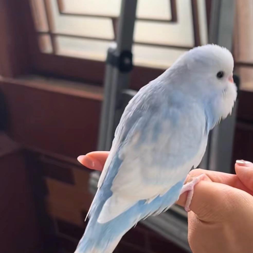 小萌鹦鹉