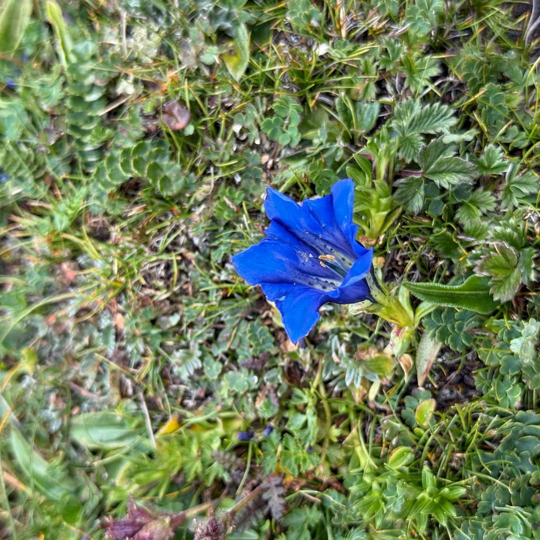 ღ零⑅⃟兮🍀