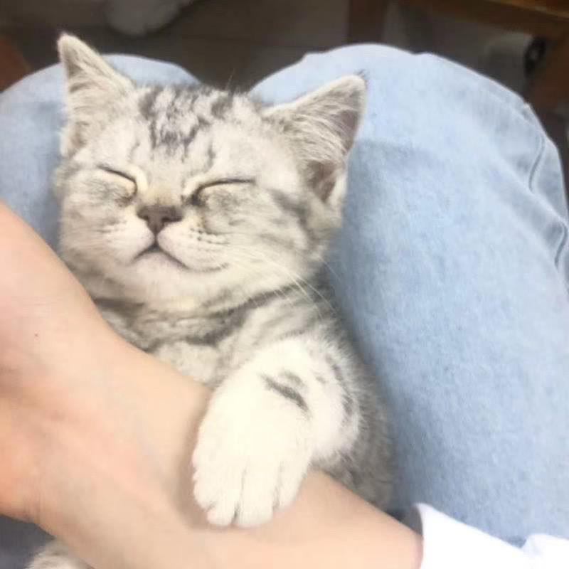 苗🐈