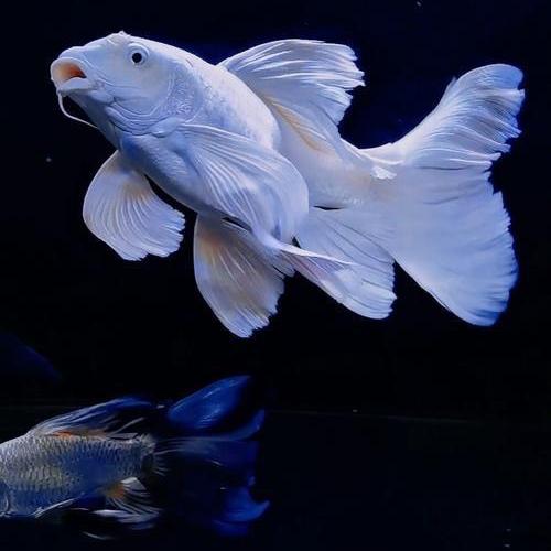 蕾蕾精品蝴蝶鲤中午11点-下午3点场次