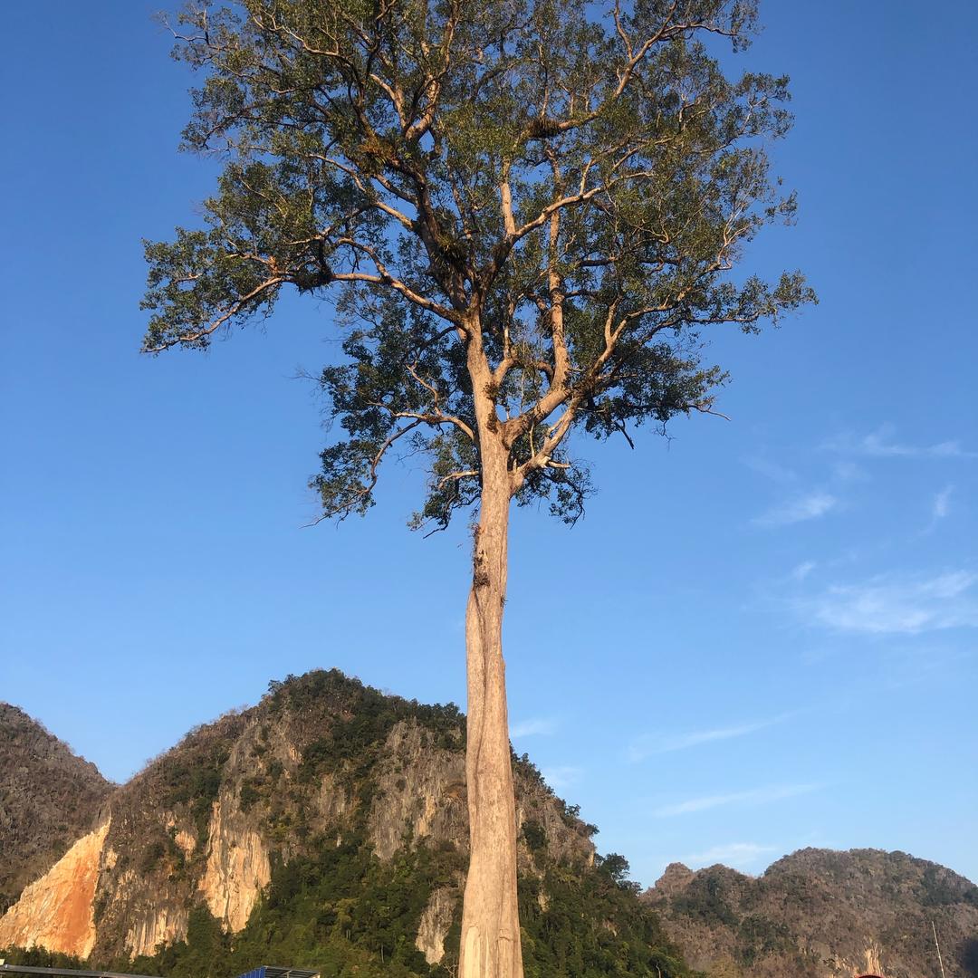 人生在世草木一秋