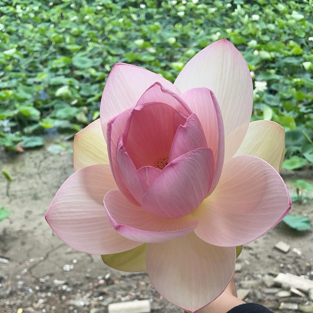 🤣真好吃