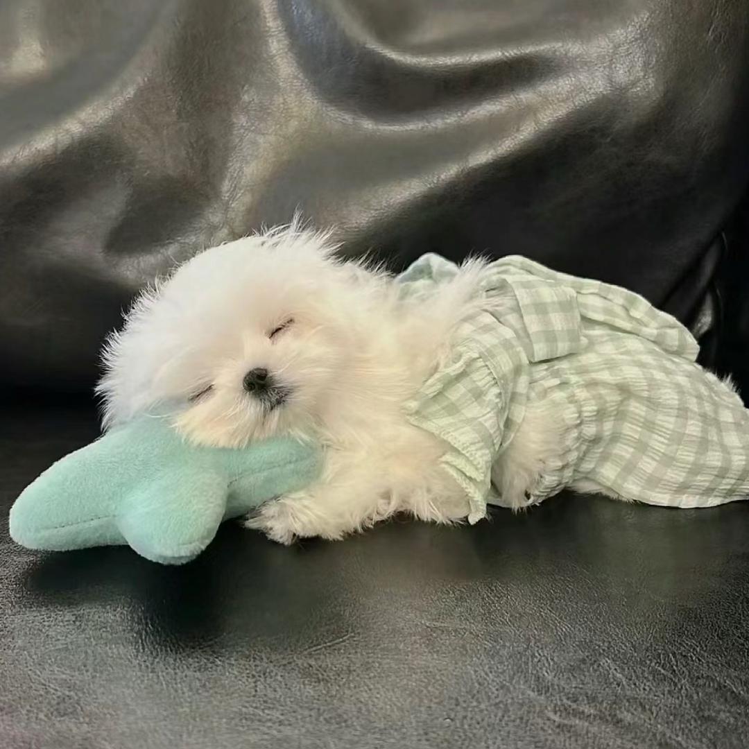汤圆不见了