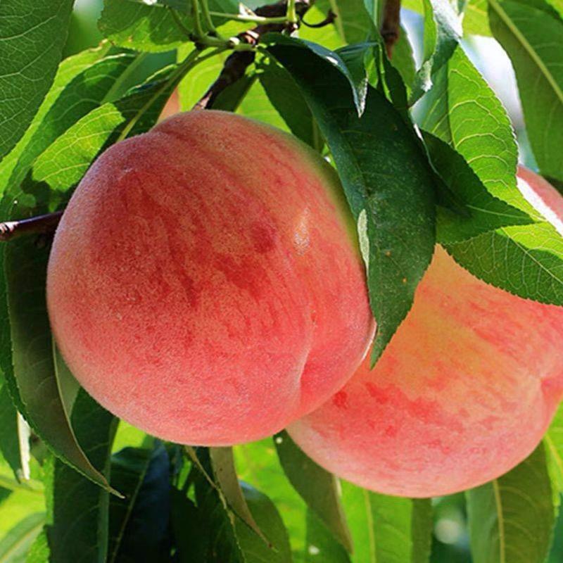 吉宜果生鲜企业店