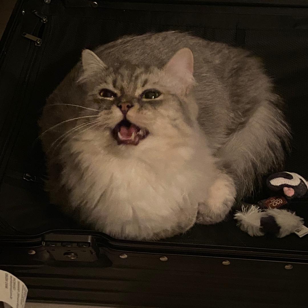 AAA猫毛批发冉姐