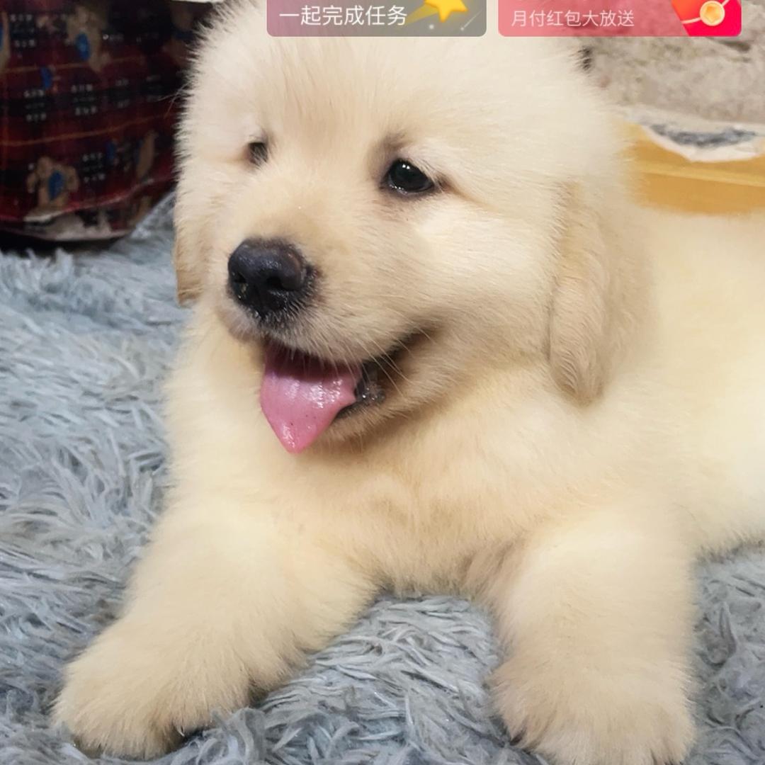 十一家🐶
