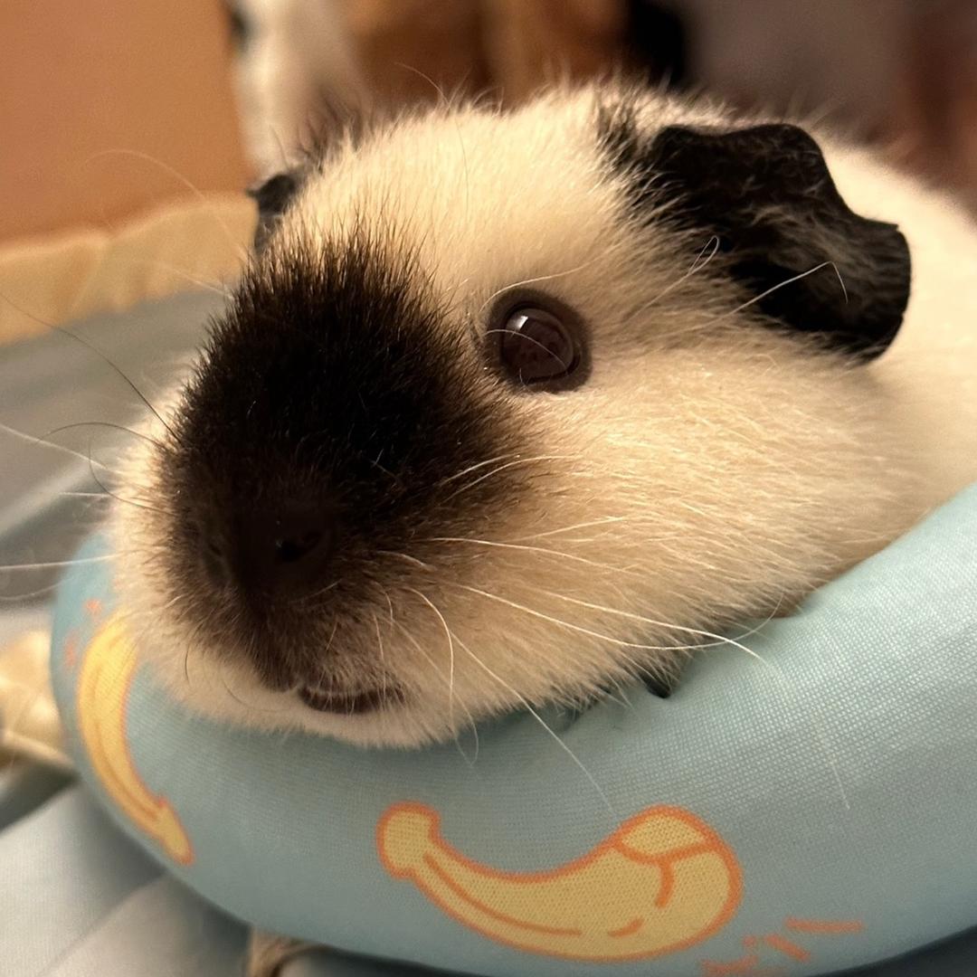 树獭小胡