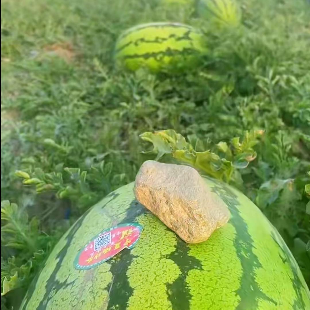 西瓜代办代发  小景。