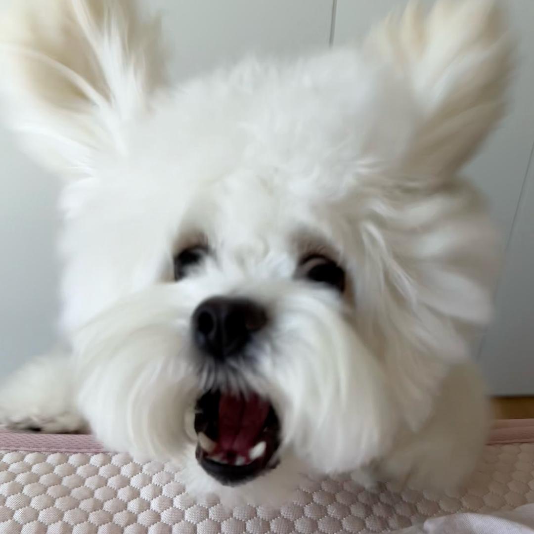 香蕉鱼
