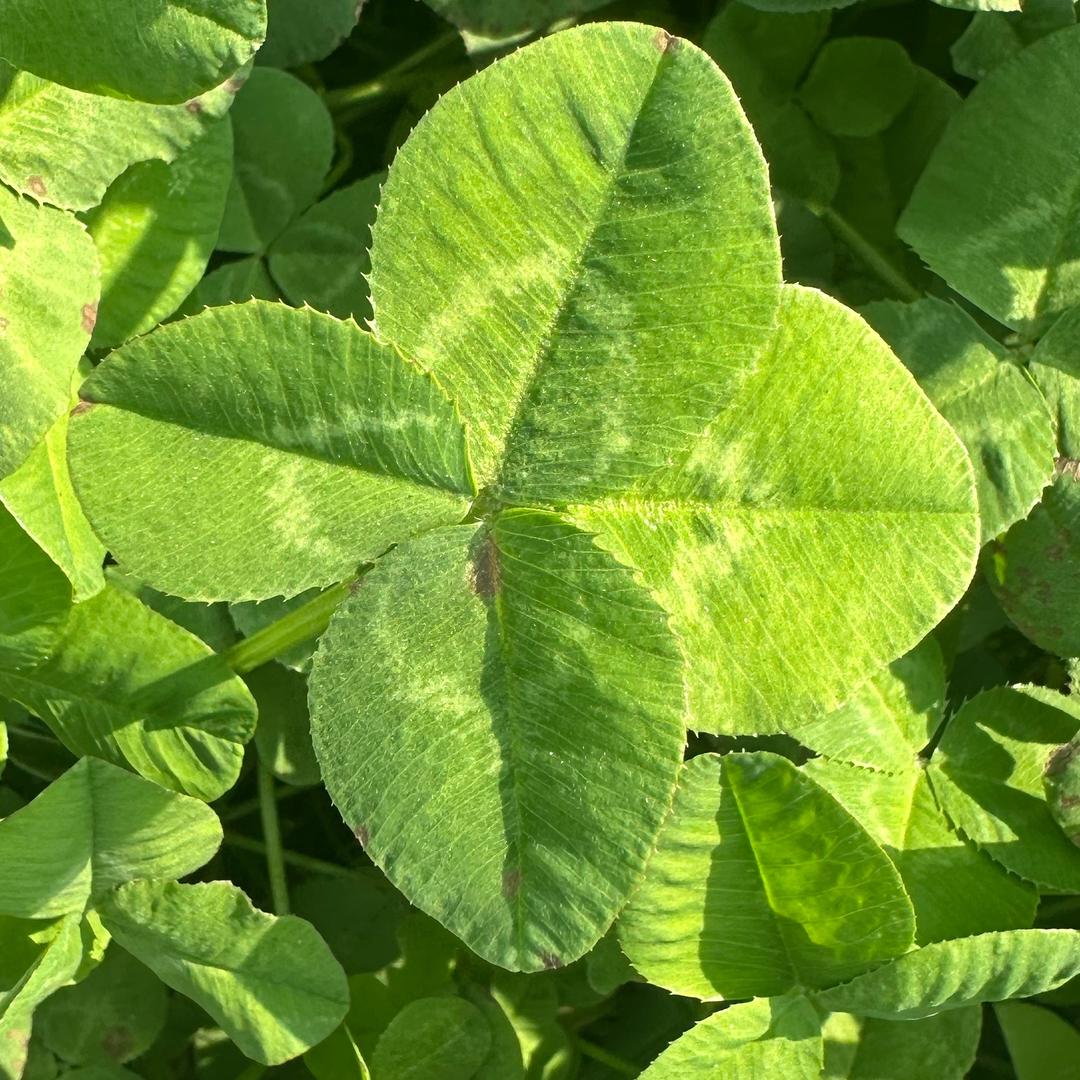 聚合硫酸铁，三氯化铁厂家直销