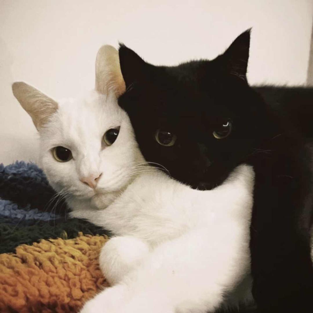 抓老鼠的猫