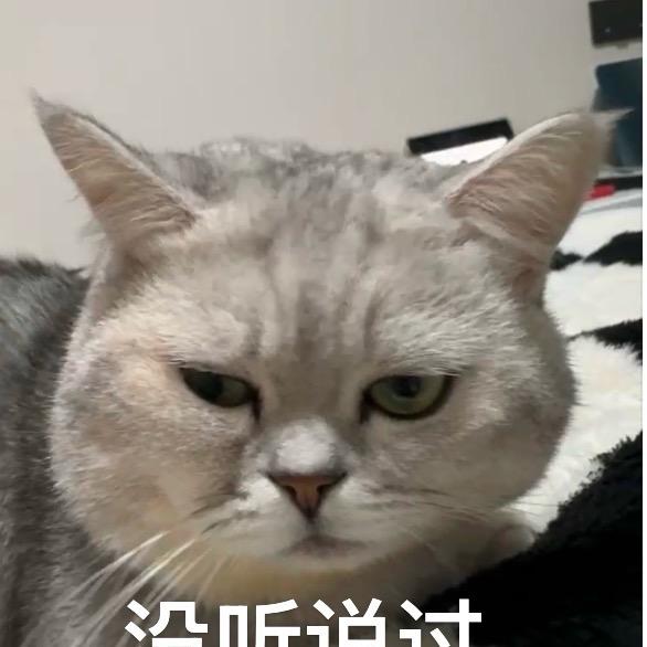 比熊小熊