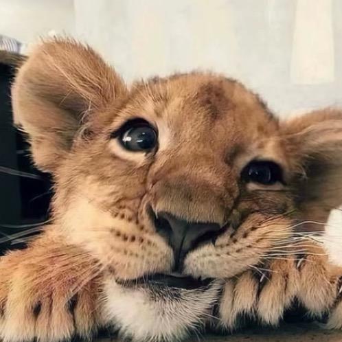 ཚེ་རྒྱལ་