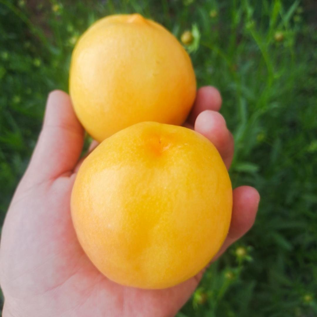 寻味乡间