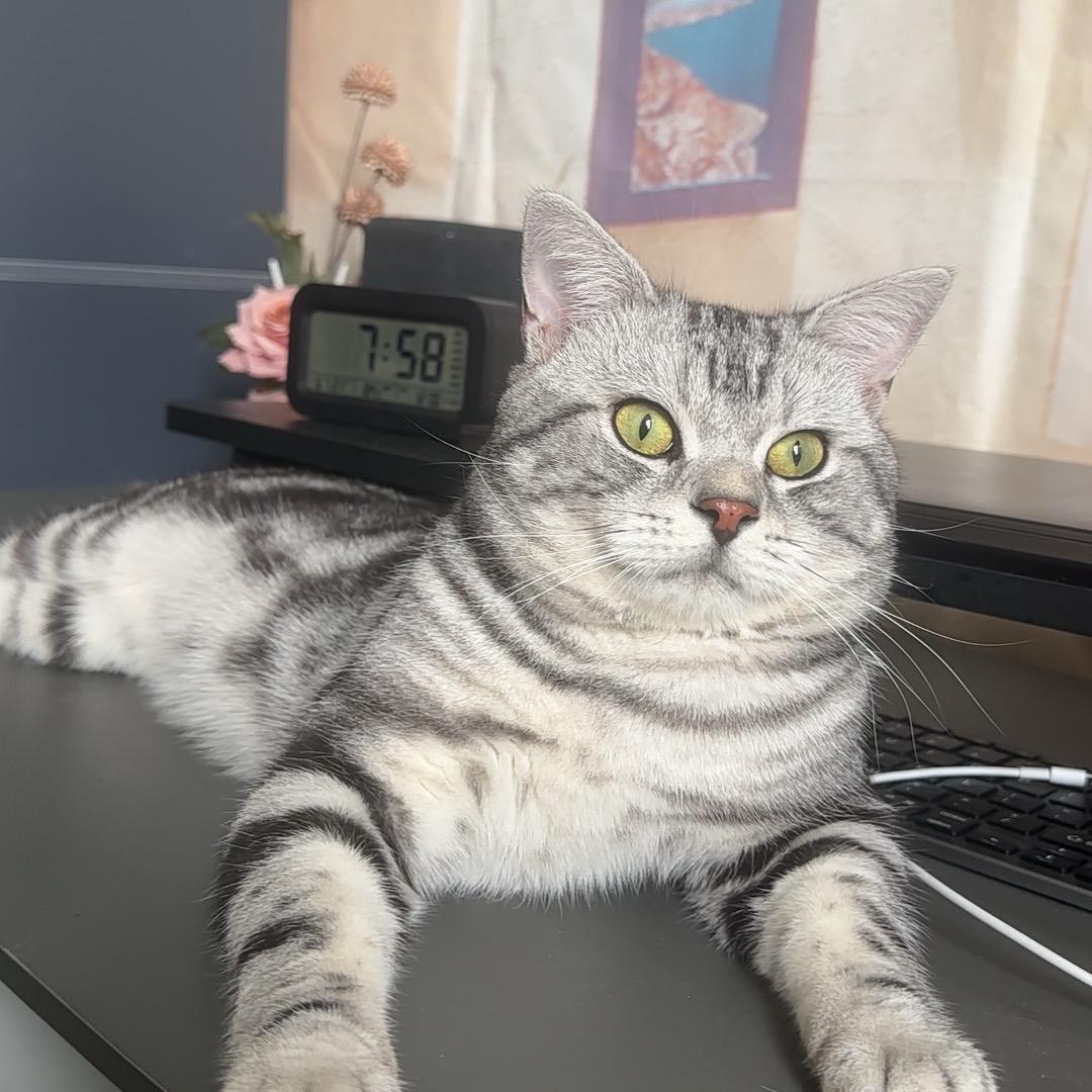 闹闹是只喵🐱