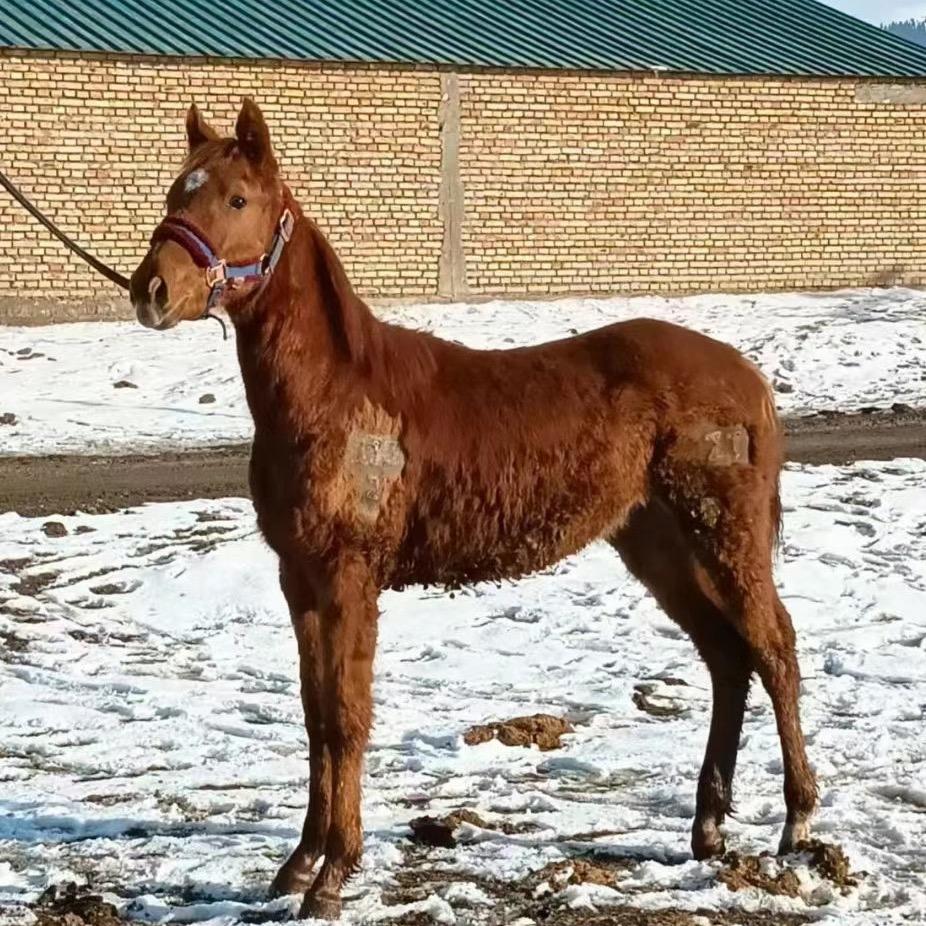毡房🐴