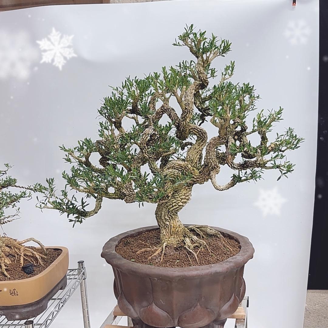 花间植语黄杨基地